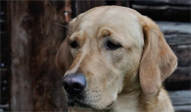 清点饲养拉布拉多犬的几个要点，这样养才不容易得病！