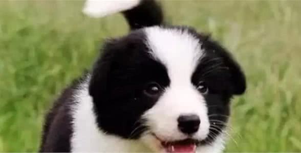 如何给幼犬喂犬粮