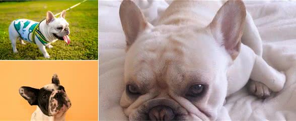 法斗犬的缺陷很多，可是我还是坚持着养，因为我找到了这几个优点