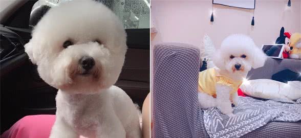 狗狗乱叫扰民怎么办?5招帮它们改掉坏习惯!