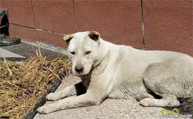 5种国人认为最好的山地猎犬，广西一只，四川就占了两只