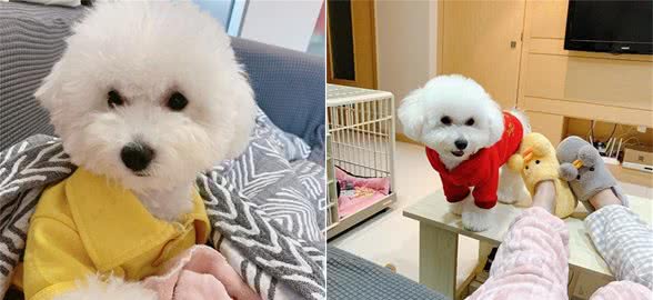 狗狗脾气大，不一定全是狗子的错，来看看这些你做到了吗
