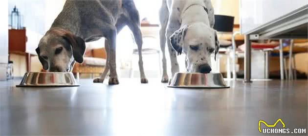 辟谣：无谷犬粮一定更优质？贵的不一定好，合适的犬粮才是最好的