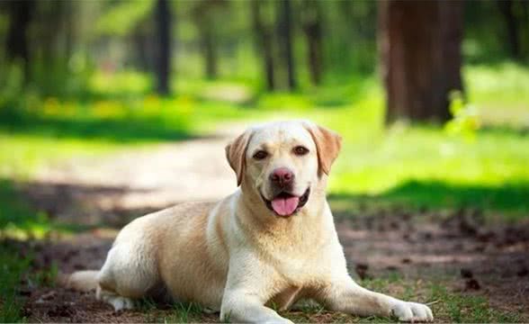 犬饲养豫备篇之养犬会给你或你的家人带来困扰吗？