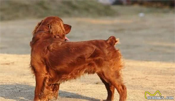 选择自己喜欢的犬类品种很重要，可是这几个小知识点，也应当知道