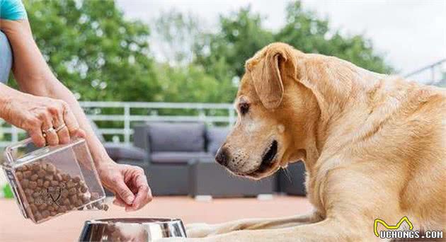 选犬粮都会出现的四个误区，一定得圈起来，要多加注意