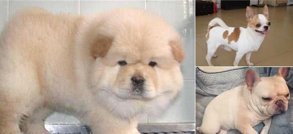 不要太高估这些狗狗的智商，它们都是看着聪明，其实笨得很