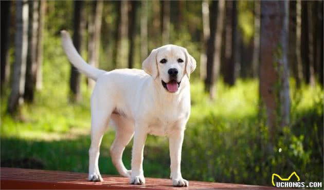 拉布拉多犬有哪几种颜色？现在才知道，长知识了！