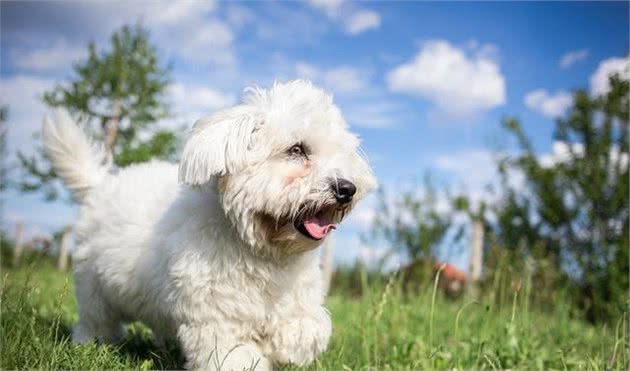 养比熊犬的注意了，这几个最错的饲养误区，至今还有人犯