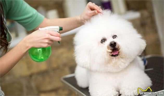 养比熊犬的注意了，这几个最错的饲养误区，至今还有人犯