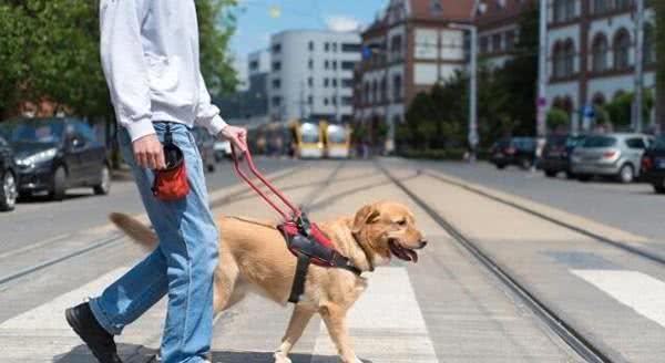 工作犬可不止导盲犬原来工作犬能够从事这么多行业