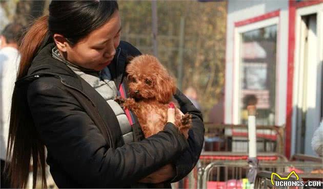 为什么贵宾犬的价格有高有低？实际上是这些因素决定的，你买贵了吗