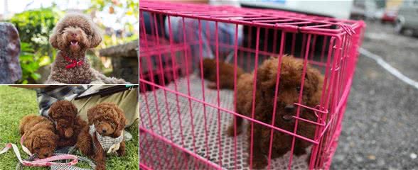 为什么贵宾犬的价格有高有低？实际上是这些因素决定的，你买贵了吗
