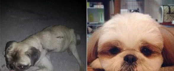 狗狗有以下5种症状，请及时就诊，不然后果不堪设想
