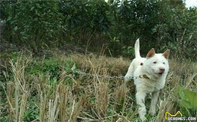 人皆爱洋犬不吝千金散，可怜田园犬食得残羹饭，渐失其家园！