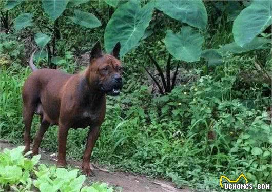 人皆爱洋犬不吝千金散，可怜田园犬食得残羹饭，渐失其家园！