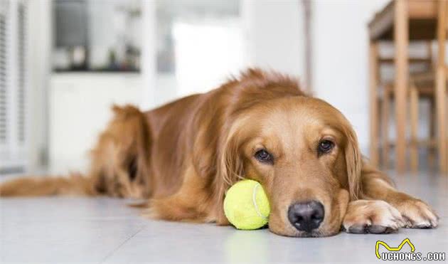 家里养金毛犬的八大好处，保准你不后悔