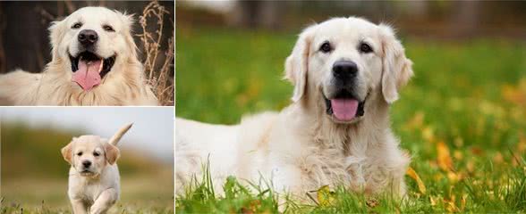家里养金毛犬的八大好处，保准你不后悔
