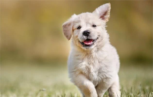 那场病，带走了我最爱的小金毛犬，我的一生之敌—犬细小病毒