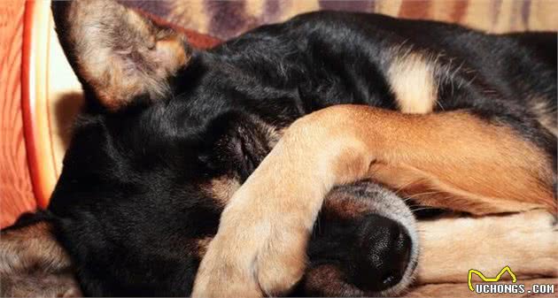 那场病，带走了我最爱的小金毛犬，我的一生之敌—犬细小病毒