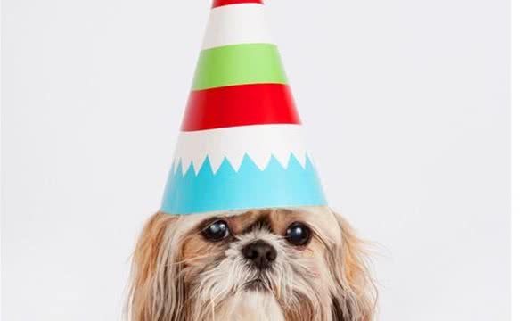 选购西施犬幼犬6大原则从健康特点看起