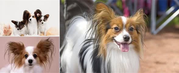 蝴蝶犬长牙要小心