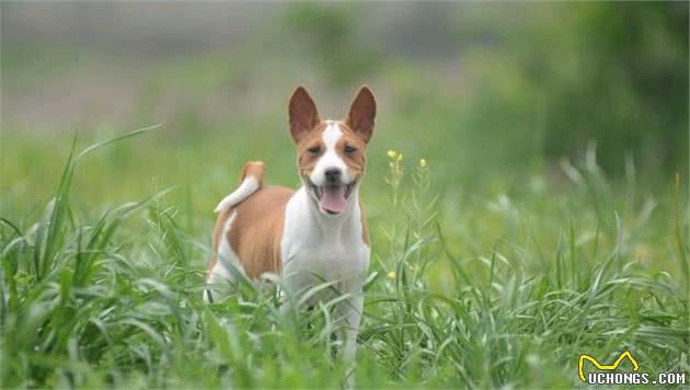 巴仙吉犬：不怎么吠叫的狗狗，性格独立所以训练难度较高不容易养