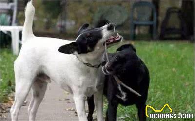 能捕捉狐狸的平毛猎狐梗犬，在城市生活中的现状如何呢？