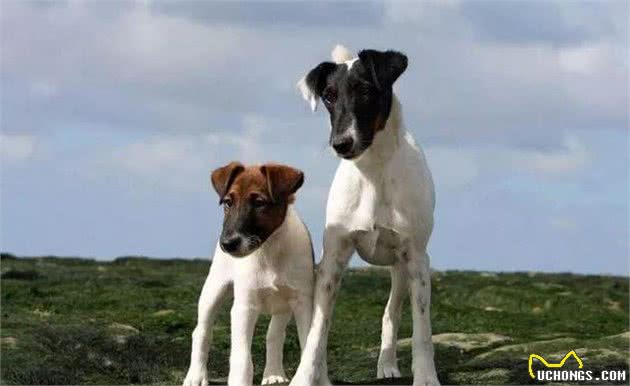 能捕捉狐狸的平毛猎狐梗犬，在城市生活中的现状如何呢？