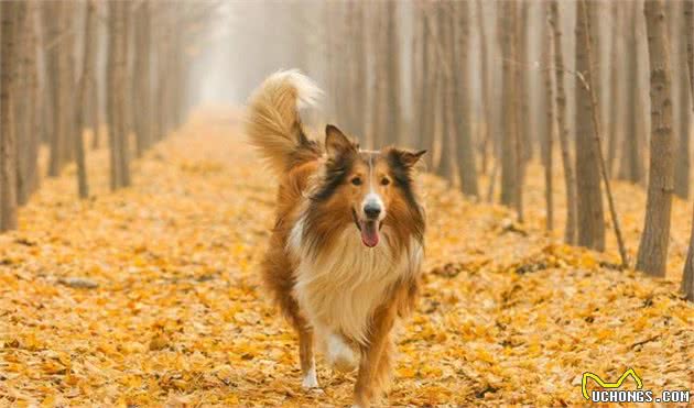 驱虫不成反中毒，柯利犬躺着也中枪，伊维菌素还能再用吗？