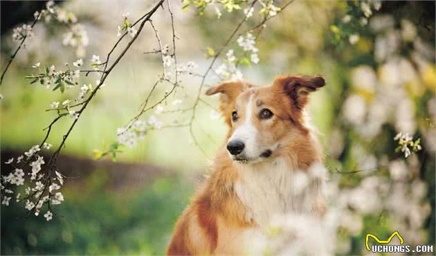 驱虫不成反中毒，柯利犬躺着也中枪，伊维菌素还能再用吗？