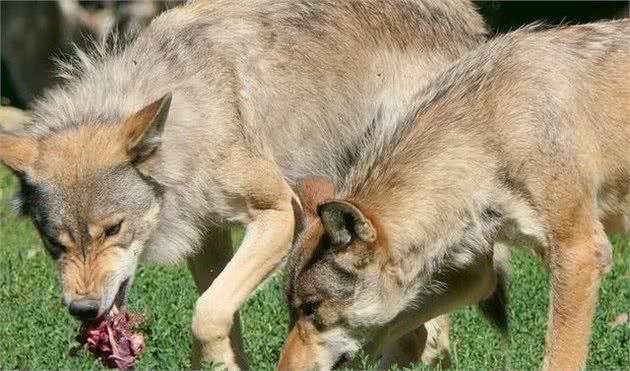 犬护食挑食的问题如何纠正？