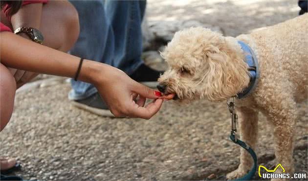 犬护食挑食的问题如何纠正？