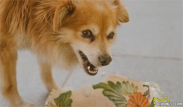 犬护食挑食的问题如何纠正？