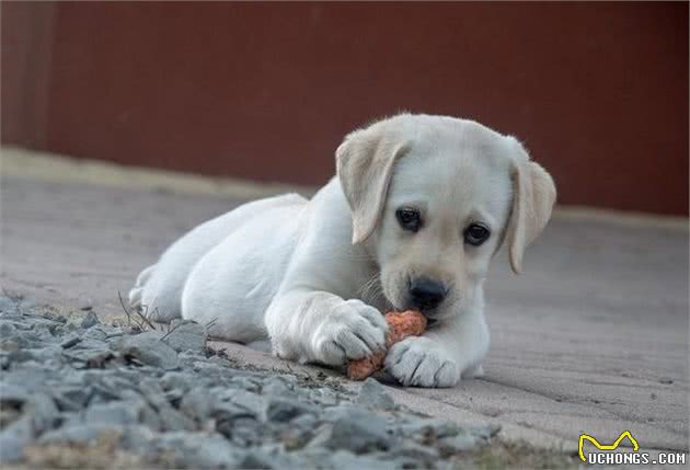 犬护食挑食的问题如何纠正？