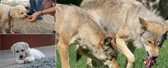 犬护食挑食的问题如何纠正？