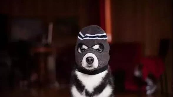 狗狗冬季需要穿衣服穿鞋子吗？