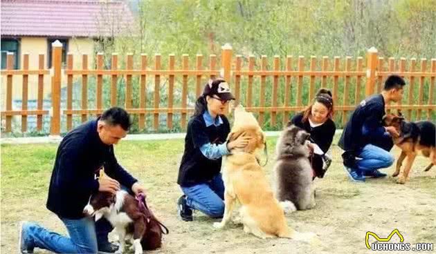 如何锻炼犬的胆量？