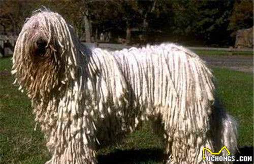 哪里能买到可蒙犬可蒙犬可在网上购买