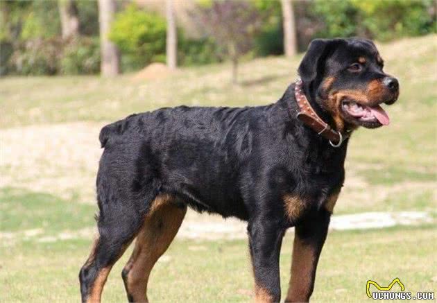 解读“罗威纳犬”，最具有身价的家庭犬，力量与智商同在