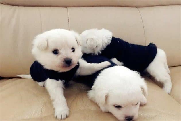 「狗篇」这样养出来的狗狗,才不会乱咬家具!