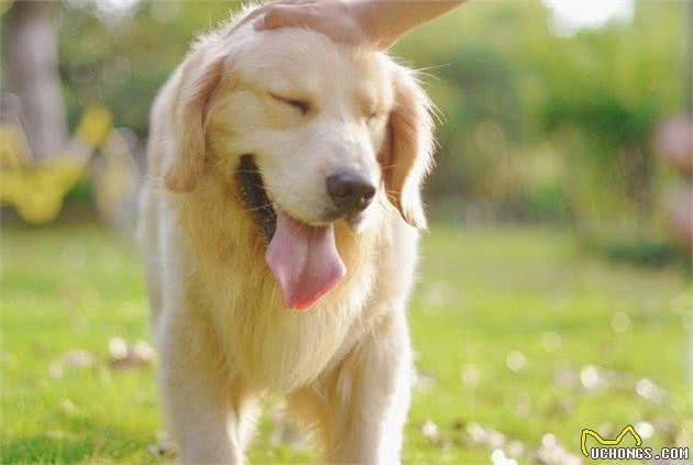 「狗篇」这样养出来的狗狗,才不会乱咬家具!