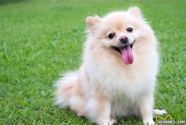 「狗篇」这样养出来的狗狗,才不会乱咬家具!