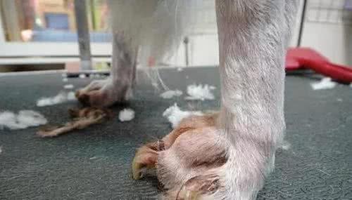 狗狗指甲多久剪一次？如何修剪才正确？