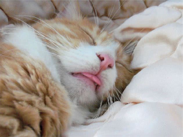 为什么不提倡猫咪和人一起睡