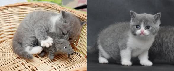 怎样给猫咪拍出可爱的照片