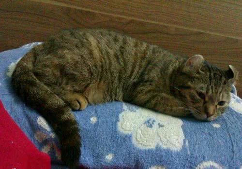 猫咪不在厕所便溺的原因