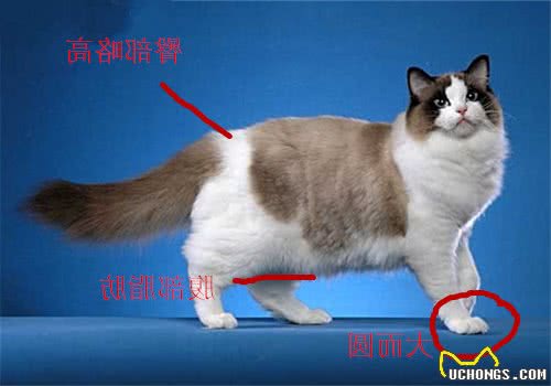 布偶猫品相问题：布偶猫为何这么贵？