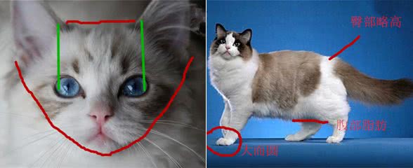 布偶猫品相问题：布偶猫为何这么贵？
