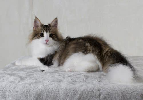 挪威森林猫饲养知识